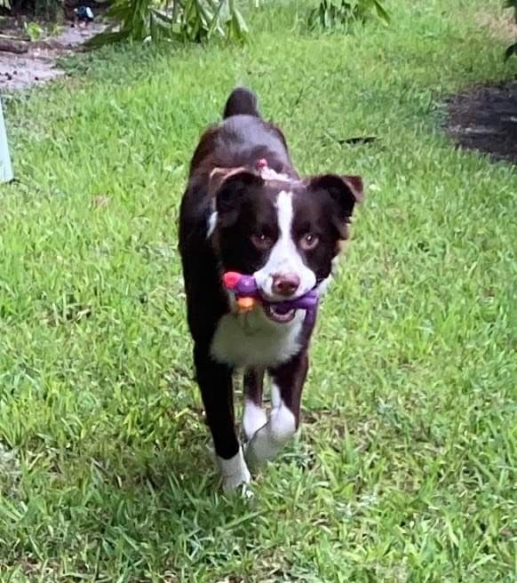 Levon, an adoptable Australian Shepherd in New Port Richey, FL, 34654 | Photo Image 4