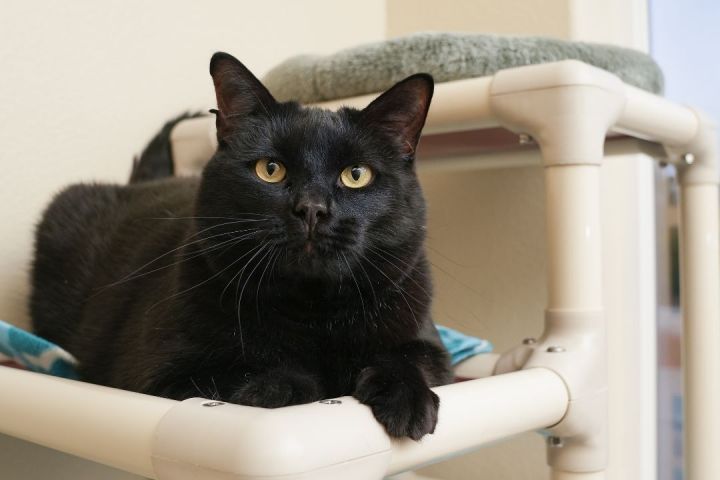 CK, an adopted Domestic Short Hair in Boise, ID_image-1