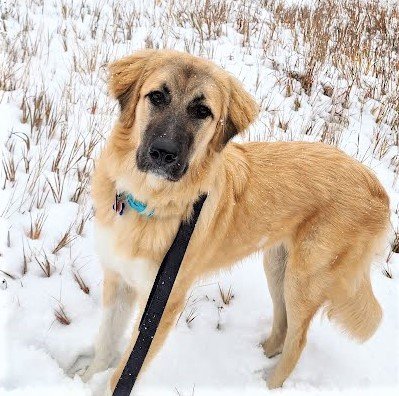 Tazney, an adopted Anatolian Shepherd & Great Pyrenees Mix in Winter Park, CO_image-1