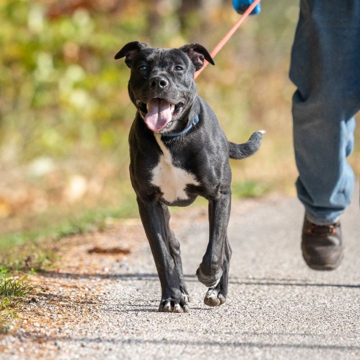 Mario, an adoptable Black Labrador Retriever & American Staffordshire Terrier Mix in Dillsburg, PA_image-4