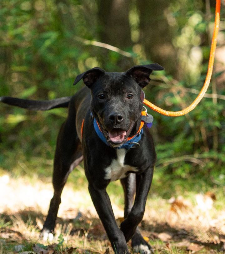 Mario, an adoptable Black Labrador Retriever & American Staffordshire Terrier Mix in Dillsburg, PA_image-5
