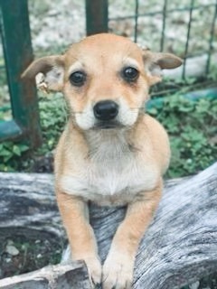 Lo, an adopted Chihuahua Mix in Cypress, TX_image-1