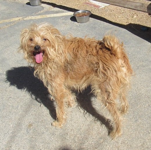 Chet, an adoptable Terrier & Poodle Mix in Apple Valley, CA_image-1