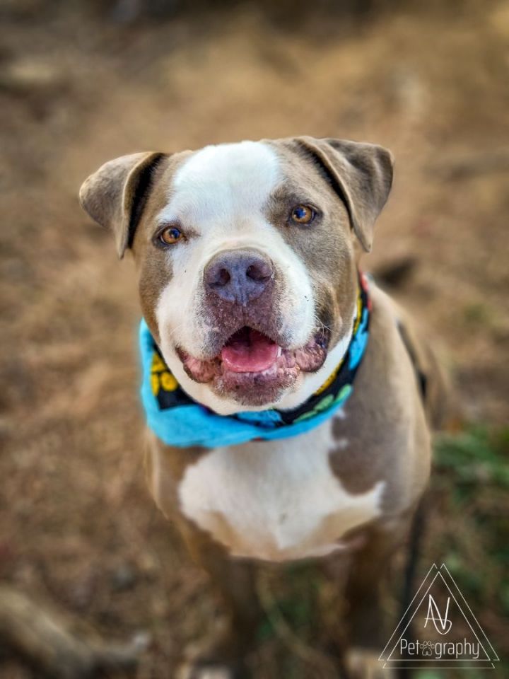 Charlie Boy, an adoptable American Bully in Anza, CA_image-2