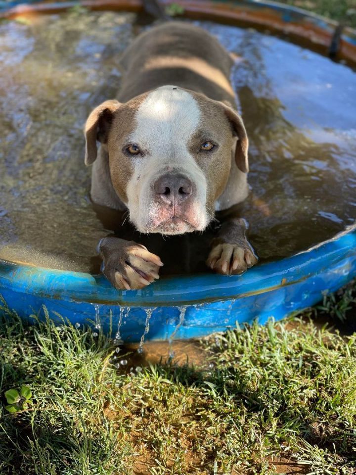 Charlie Boy, an adoptable American Bully in Anza, CA_image-3