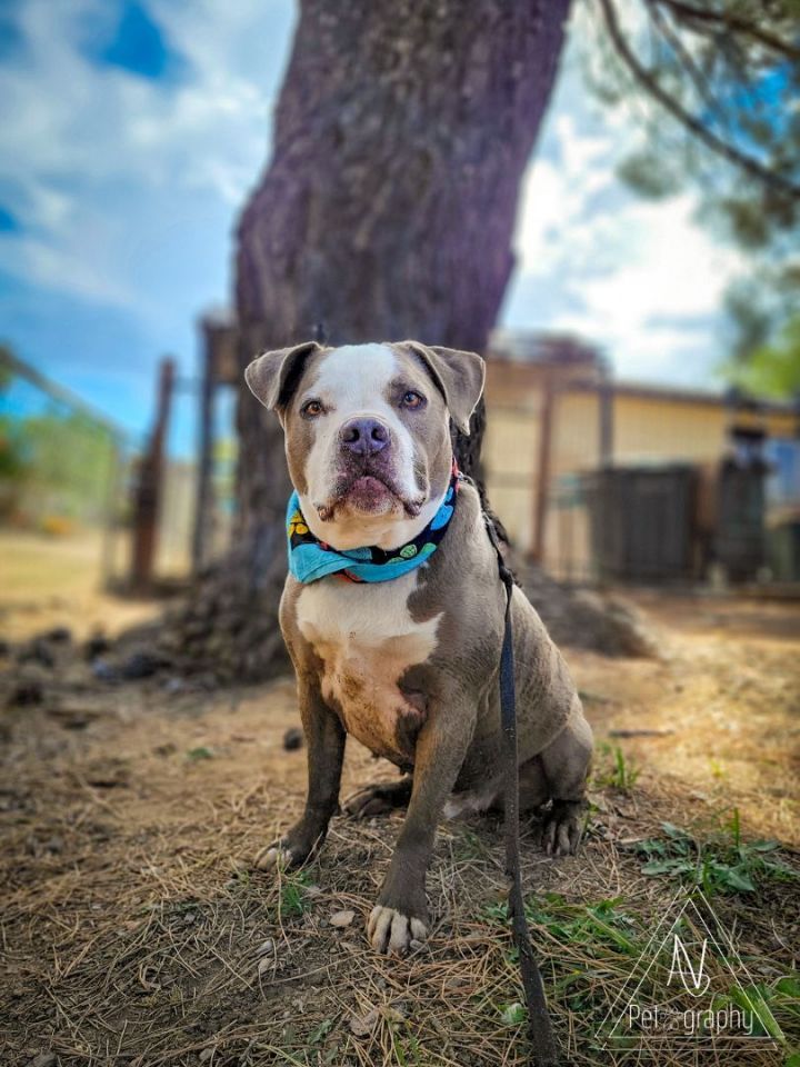 Charlie Boy 4