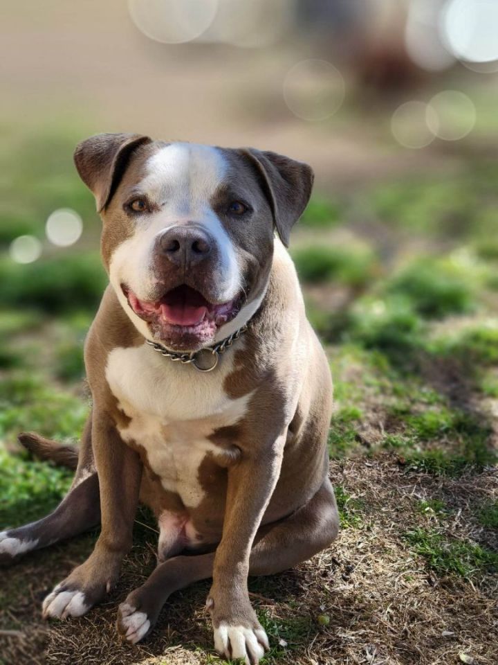 Charlie Boy 1