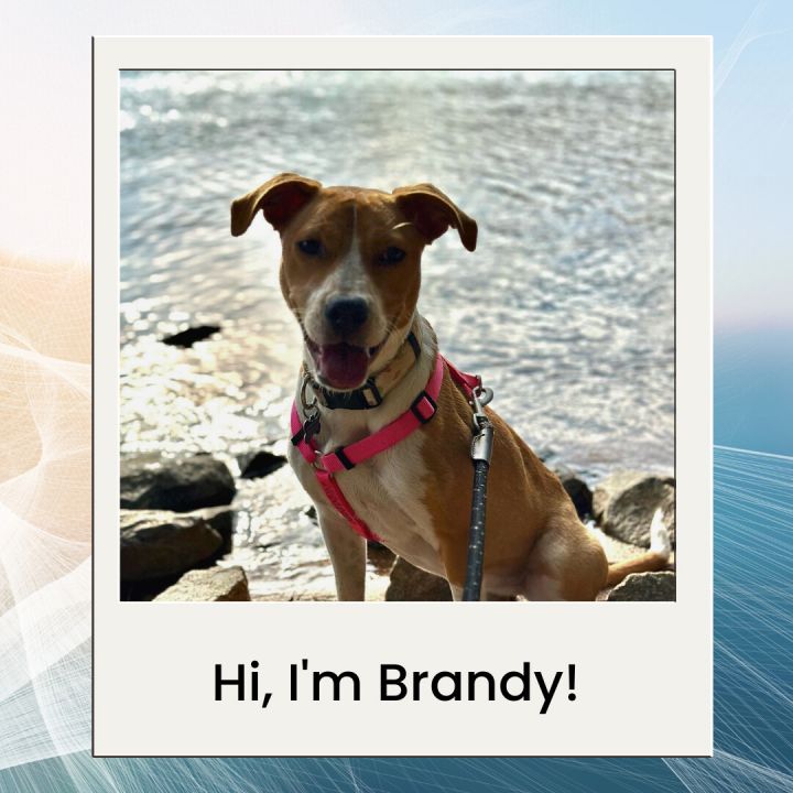 Brandy 5