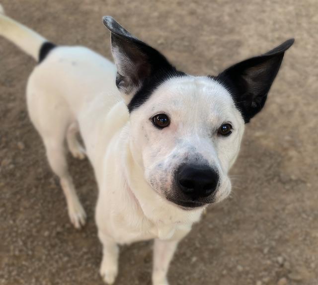 NOBLE*, an adoptable Australian Cattle Dog / Blue Heeler in Tucson, AZ, 85745 | Photo Image 1