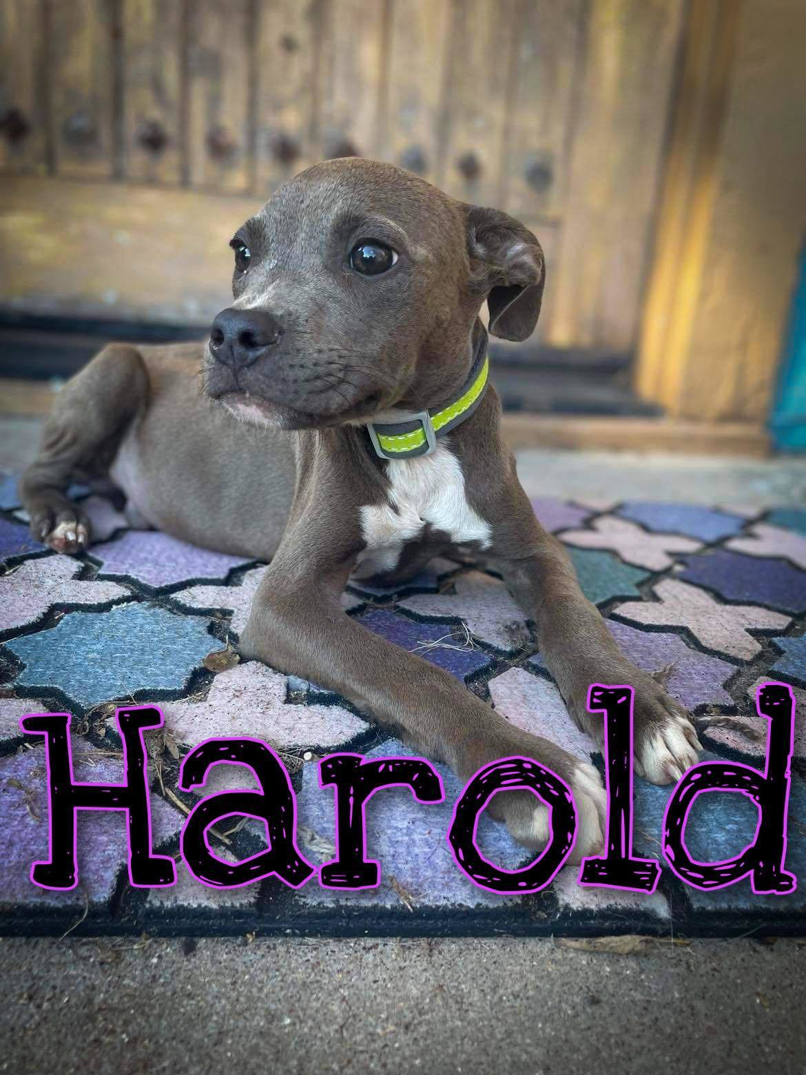 Mowgli (Harold), an adoptable Pit Bull Terrier in Arlee, MT, 59821 | Photo Image 1