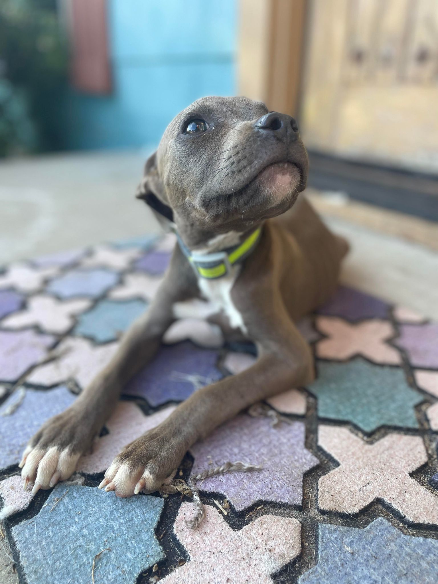 Mowgli (Harold), an adoptable Pit Bull Terrier in Arlee, MT, 59821 | Photo Image 3