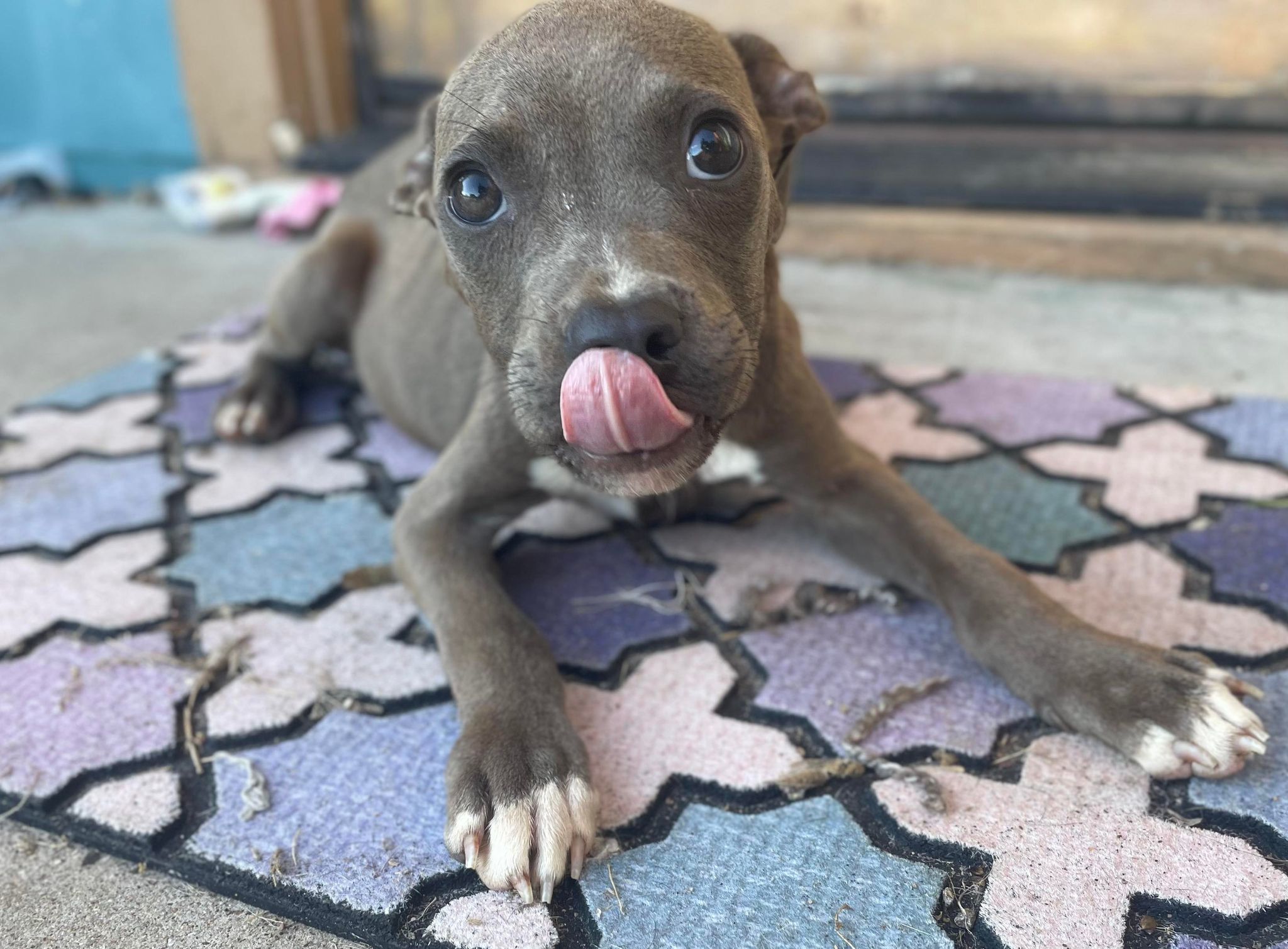 Mowgli (Harold), an adoptable Pit Bull Terrier in Arlee, MT, 59821 | Photo Image 4