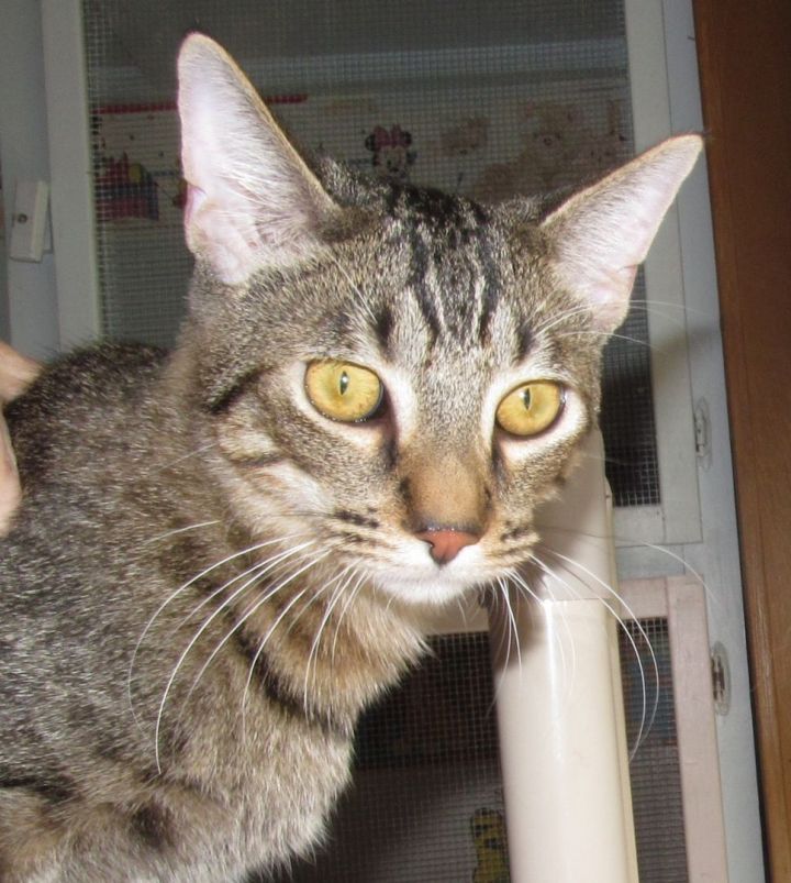 SALVADORE, an adoptable Domestic Short Hair & Tabby Mix in Crystal River, FL_image-1