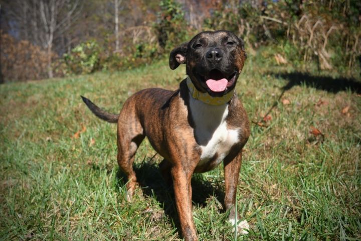 Maddie, an adoptable Pit Bull Terrier Mix in Sevierville, TN_image-2