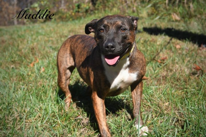 Maddie, an adoptable Pit Bull Terrier Mix in Sevierville, TN_image-1