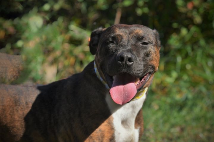 Maddie, an adoptable Pit Bull Terrier Mix in Sevierville, TN_image-4