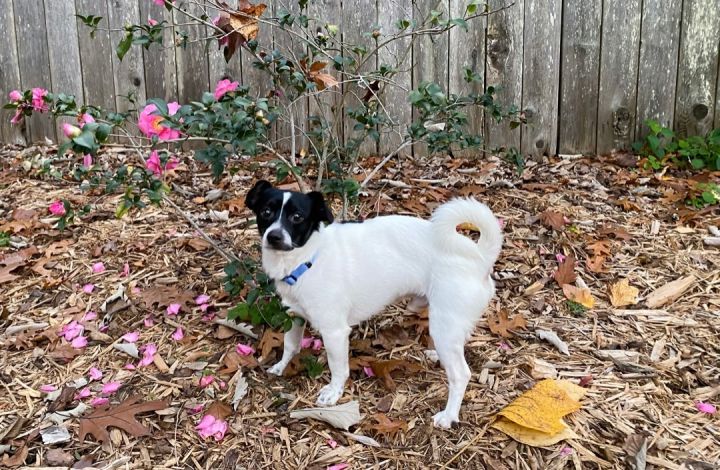 Mac, an adopted Jack Russell Terrier & Rat Terrier Mix in Charlotte, NC_image-3