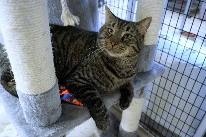 Bosco, an adoptable Tabby & Domestic Short Hair Mix in New Milford, CT_image-6
