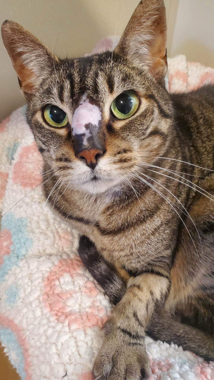 Baby Stripey 1