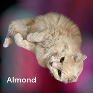 Almond
