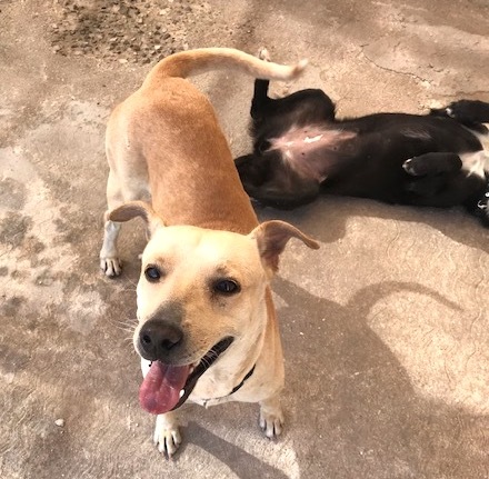 Güero(21), an adoptable Yellow Labrador Retriever Mix in Mexicali, BCN_image-1