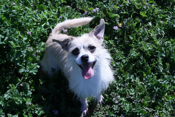 Jolene, an adoptable Terrier Mix in Ramona, CA_image-1