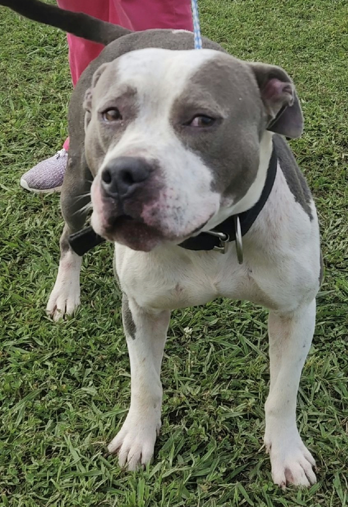 Dillard Adoption Fee Reduced Due To Length Of Time At Rescue detail page