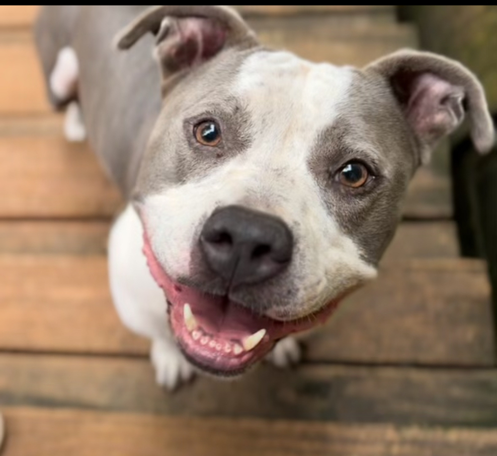 Dillard (adoption fee reduced due to length of time at rescue), an adoptable Pit Bull Terrier in Sharon, VT, 05065 | Photo Image 1