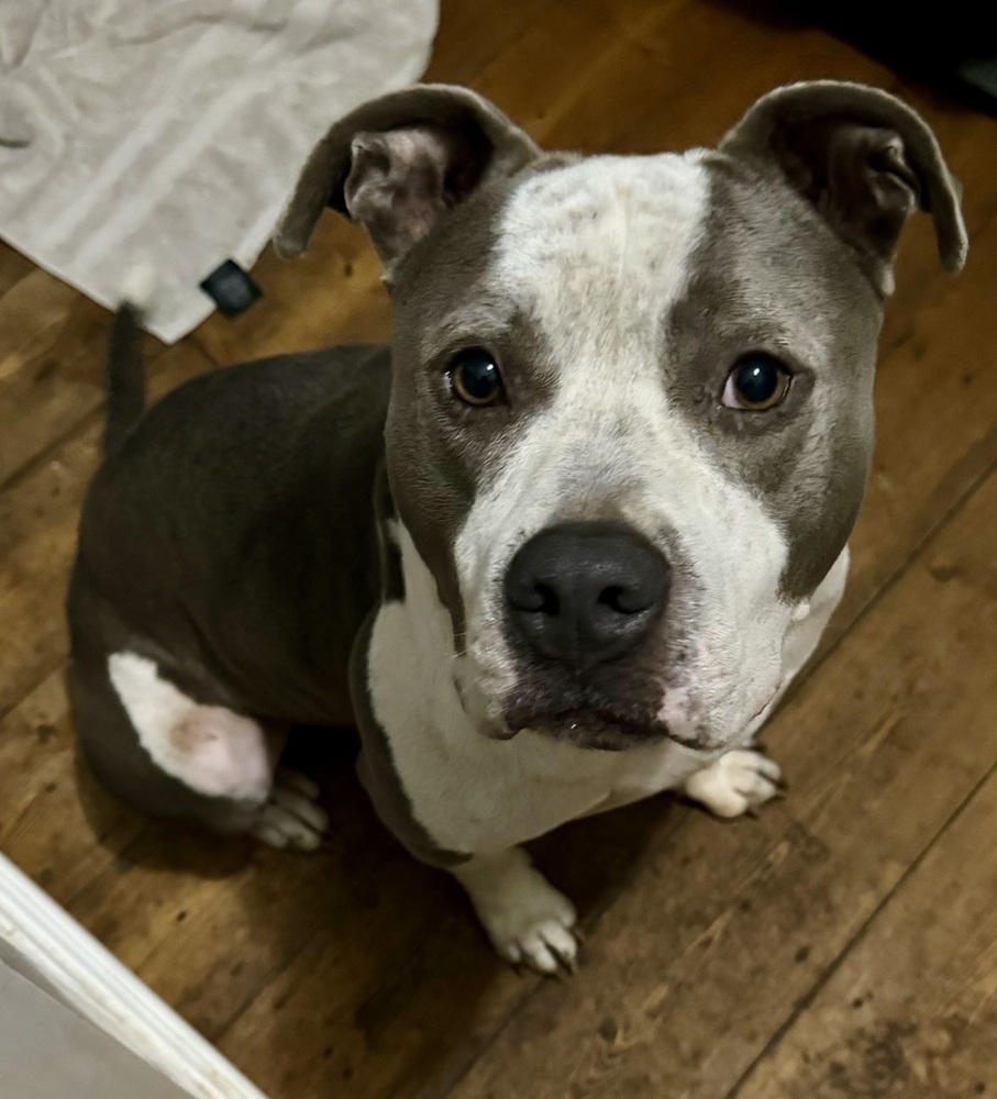 Dillard (adoption fee reduced due to length of time at rescue), an adoptable Pit Bull Terrier in Sharon, VT, 05065 | Photo Image 3