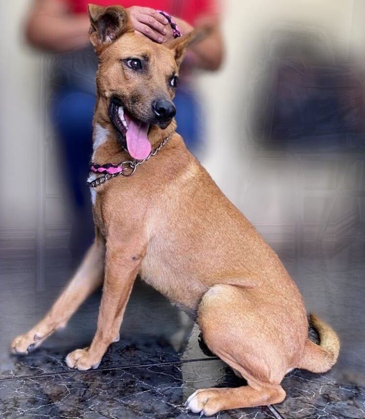 Lissa , an adoptable Rhodesian Ridgeback & German Shepherd Dog Mix in Valley Stream, NY_image-4