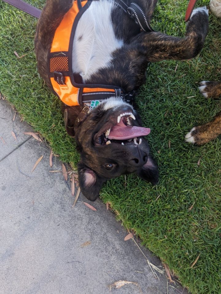 SAGE the water dog , an adoptable Mountain Cur & Labrador Retriever Mix in Sherman Oaks, CA_image-2