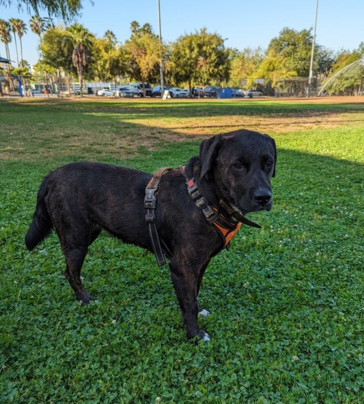 SAGE the water dog , an adoptable Mountain Cur & Labrador Retriever Mix in Sherman Oaks, CA_image-4