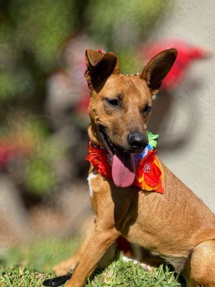 Lissa, an adoptable Rhodesian Ridgeback & German Shepherd Dog Mix in Milford, PA_image-2