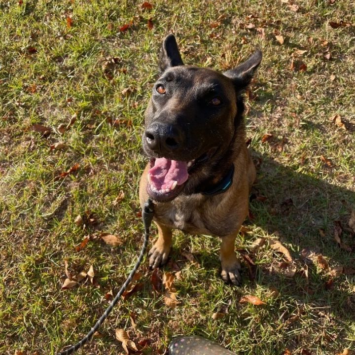 Georgia malinois hot sale