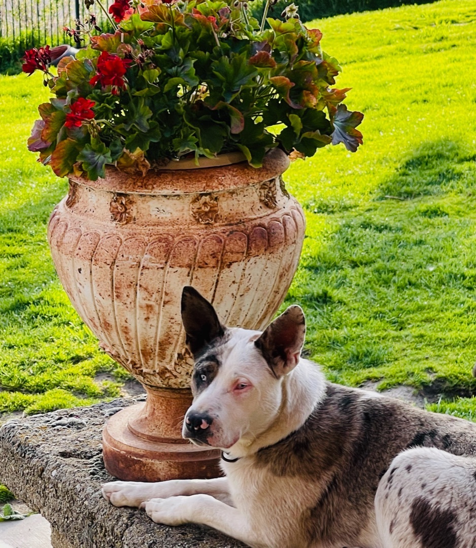 Gentry - DEAF & SIGHT IMPAIRED, an adoptable Catahoula Leopard Dog, Mixed Breed in Hauser, ID, 83854 | Photo Image 1