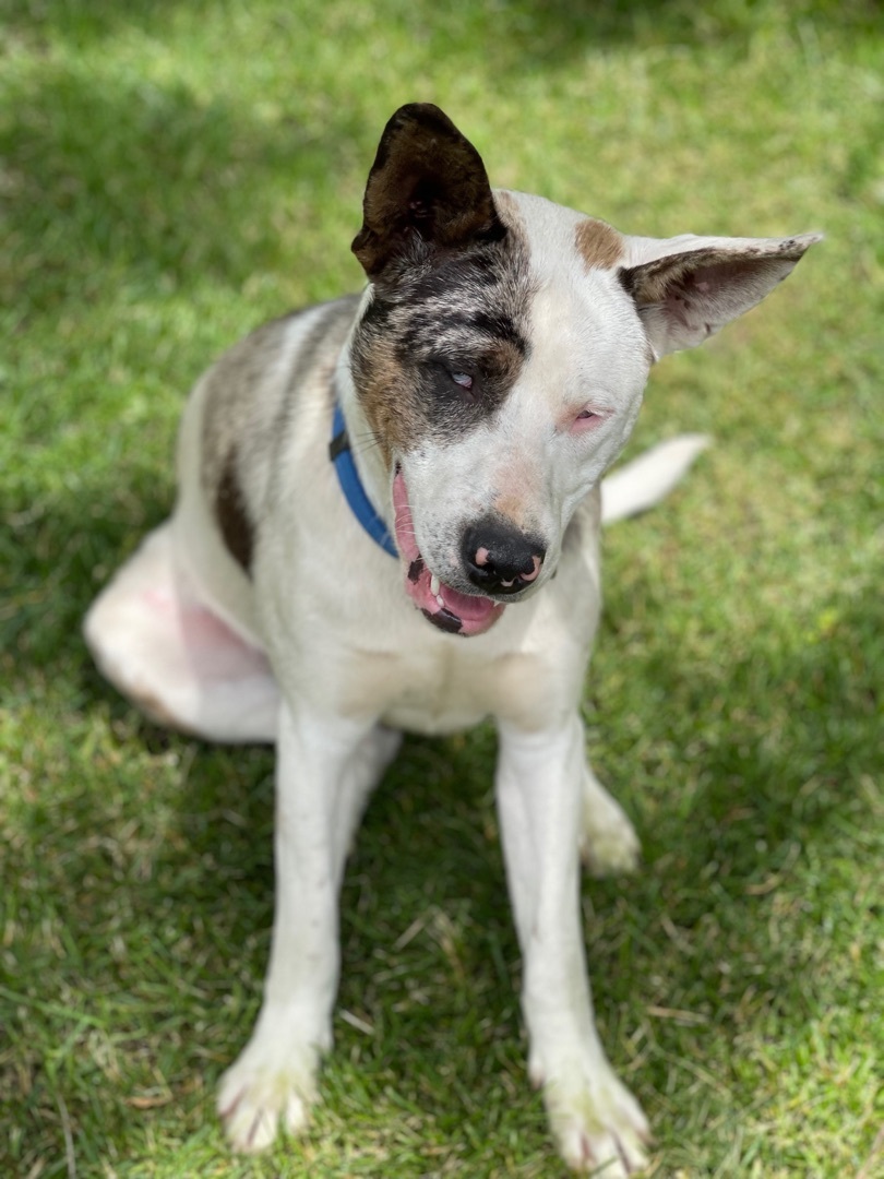 Gentry - DEAF & SIGHT IMPAIRED, an adoptable Catahoula Leopard Dog, Mixed Breed in Hauser, ID, 83854 | Photo Image 2