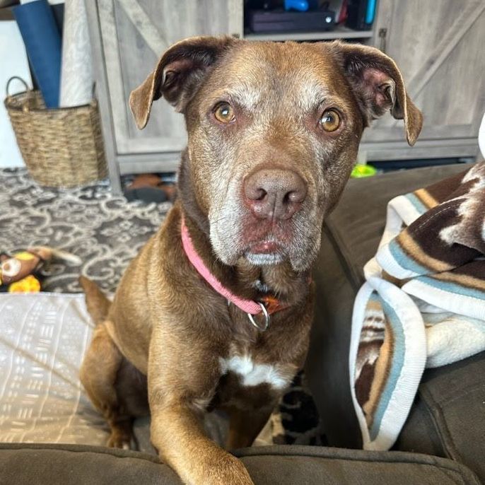 Coco, an adoptable Labrador Retriever & Pit Bull Terrier Mix in Washington, UT_image-5