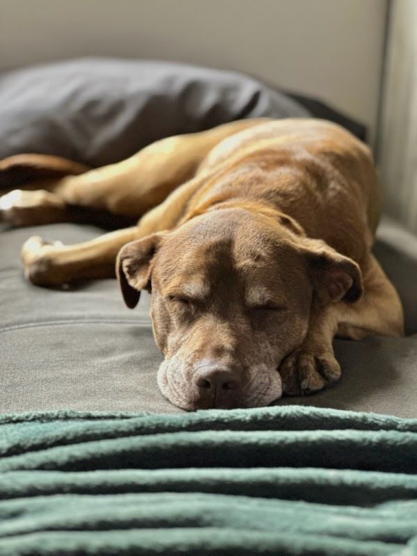 Coco, an adoptable Labrador Retriever & Pit Bull Terrier Mix in Washington, UT_image-6