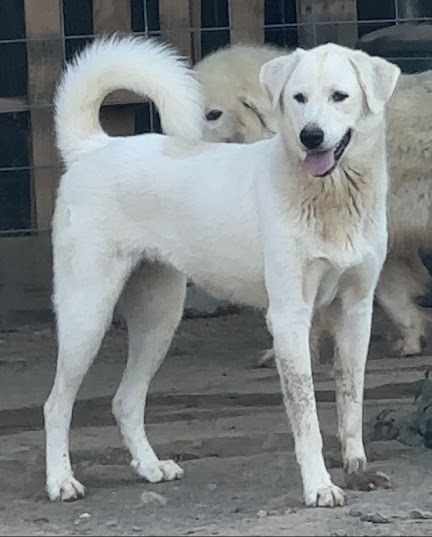 Great pyrenees hot sale akbash