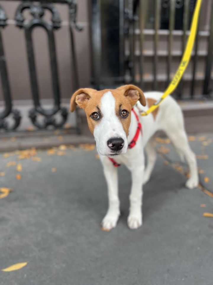 Dog for adoption - Illusion, a Terrier Mix in Manhattan, NY | Petfinder