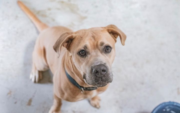 Zeke, an adoptable Mastiff & Labrador Retriever Mix in Mansfield, TX_image-3