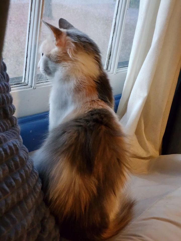Gorgeous Willow (and Sweet Dee Dee) 5