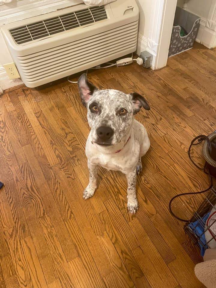Bennie, an adoptable Pit Bull Terrier Mix in Manhattan, KS_image-3