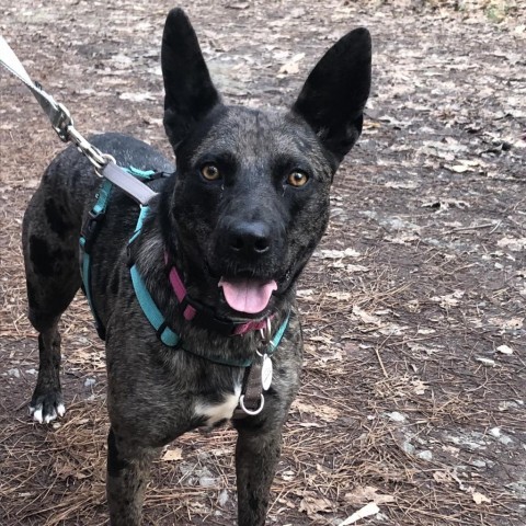 Ciara, an adoptable German Shepherd Dog, Mixed Breed in Raleigh, NC, 27604 | Photo Image 2