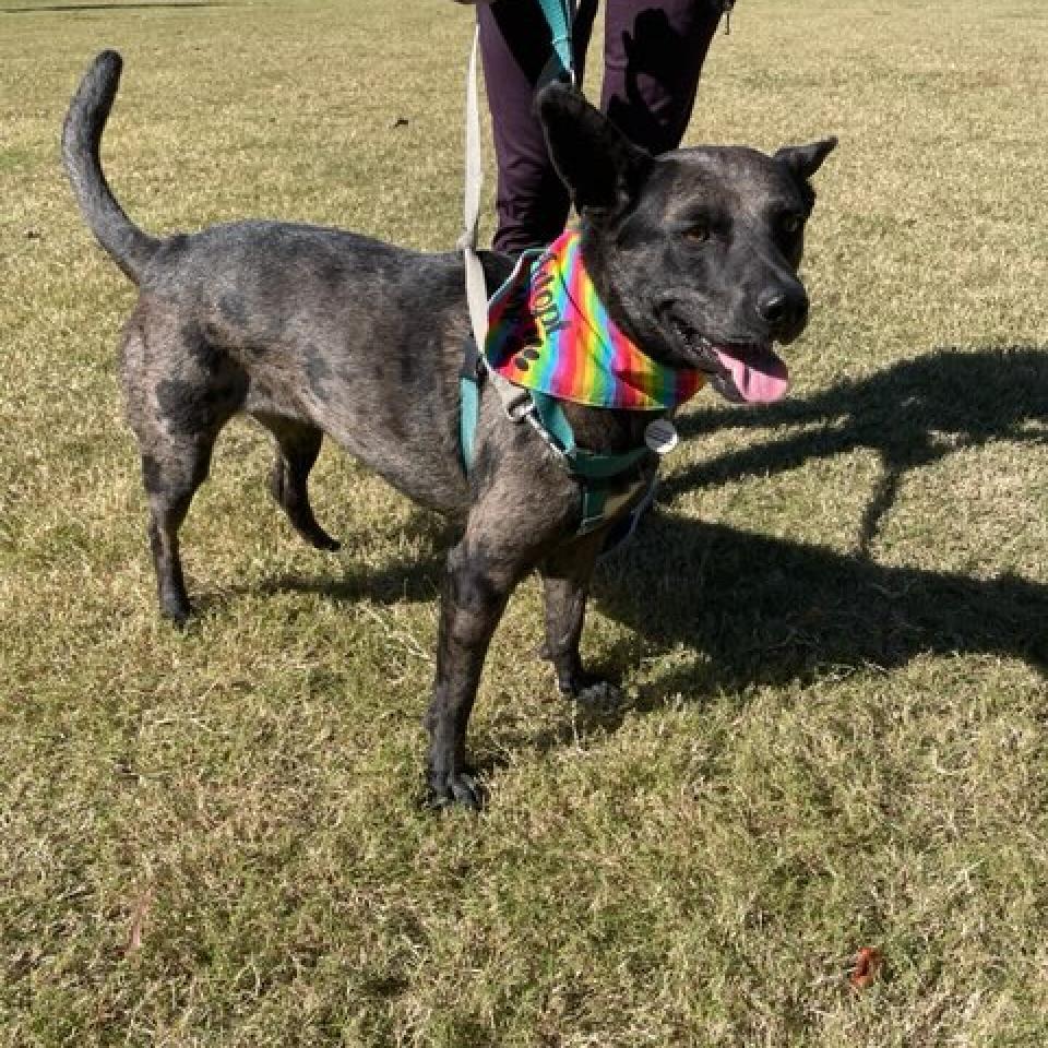 Ciara, an adoptable German Shepherd Dog, Mixed Breed in Raleigh, NC, 27604 | Photo Image 2