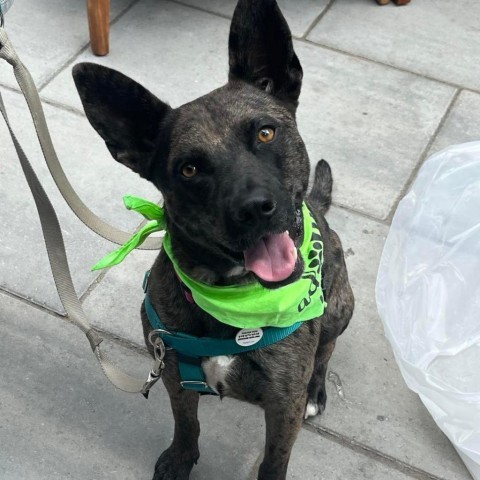 Ciara, an adoptable German Shepherd Dog, Mixed Breed in Raleigh, NC, 27604 | Photo Image 2