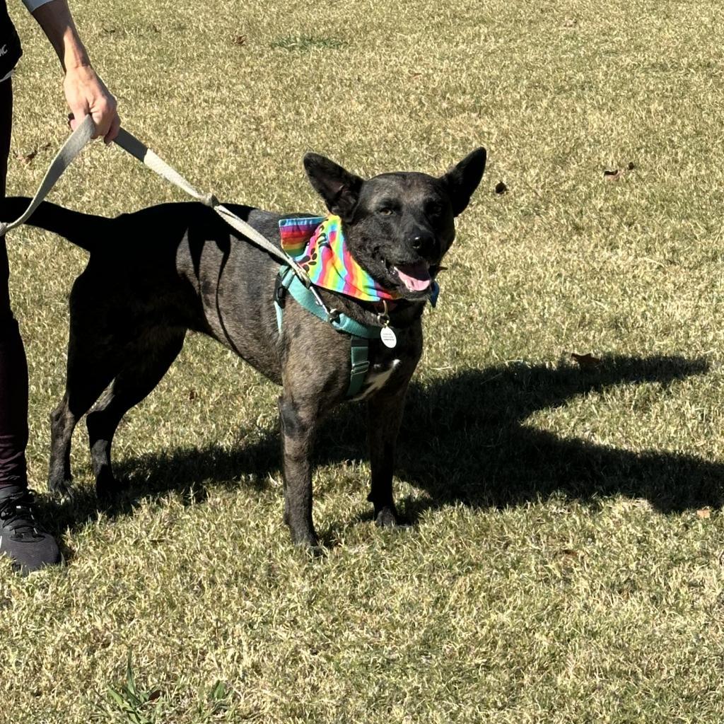 Ciara, an adoptable German Shepherd Dog, Mixed Breed in Raleigh, NC, 27604 | Photo Image 3