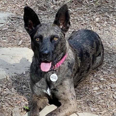 Ciara, an adoptable German Shepherd Dog, Mixed Breed in Raleigh, NC, 27604 | Photo Image 3