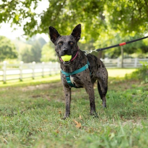 Ciara, an adoptable German Shepherd Dog, Mixed Breed in Raleigh, NC, 27604 | Photo Image 4