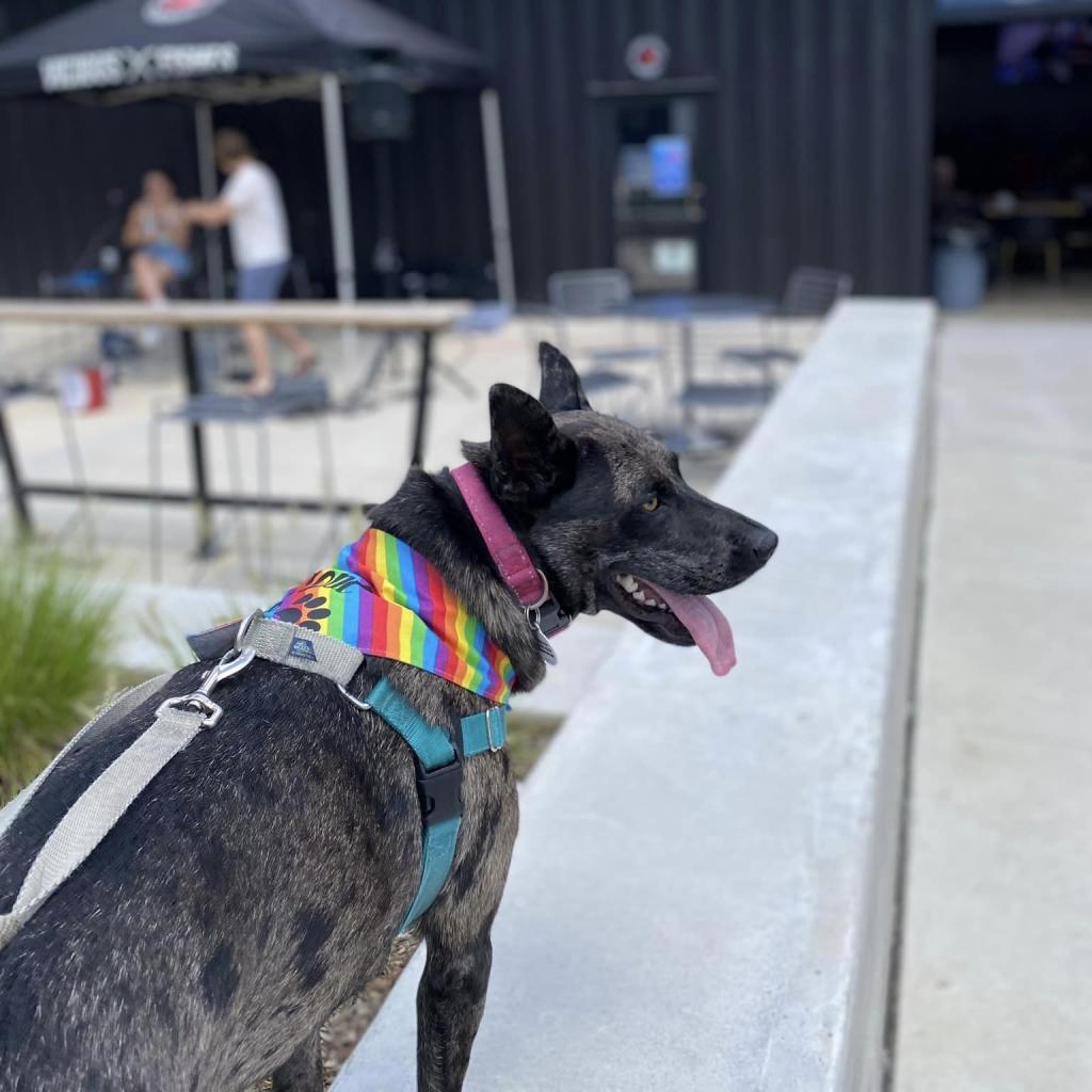 Ciara, an adoptable German Shepherd Dog, Mixed Breed in Raleigh, NC, 27604 | Photo Image 4